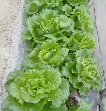 팜스테이 Tenuta La Violina *