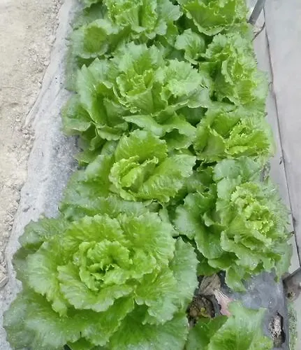 Alojamento de Turismo Rural Tenuta La Violina *